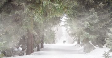 Strasse durch einen verschneiten Wald
