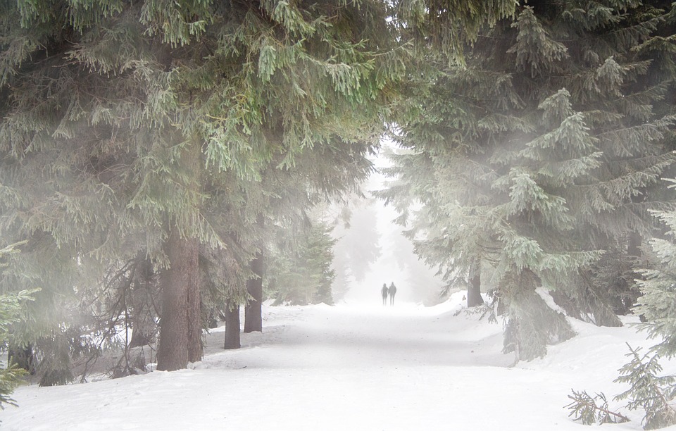 Strasse durch einen verschneiten Wald